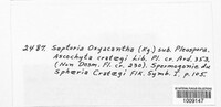 Sphaerulina oxyacanthae image